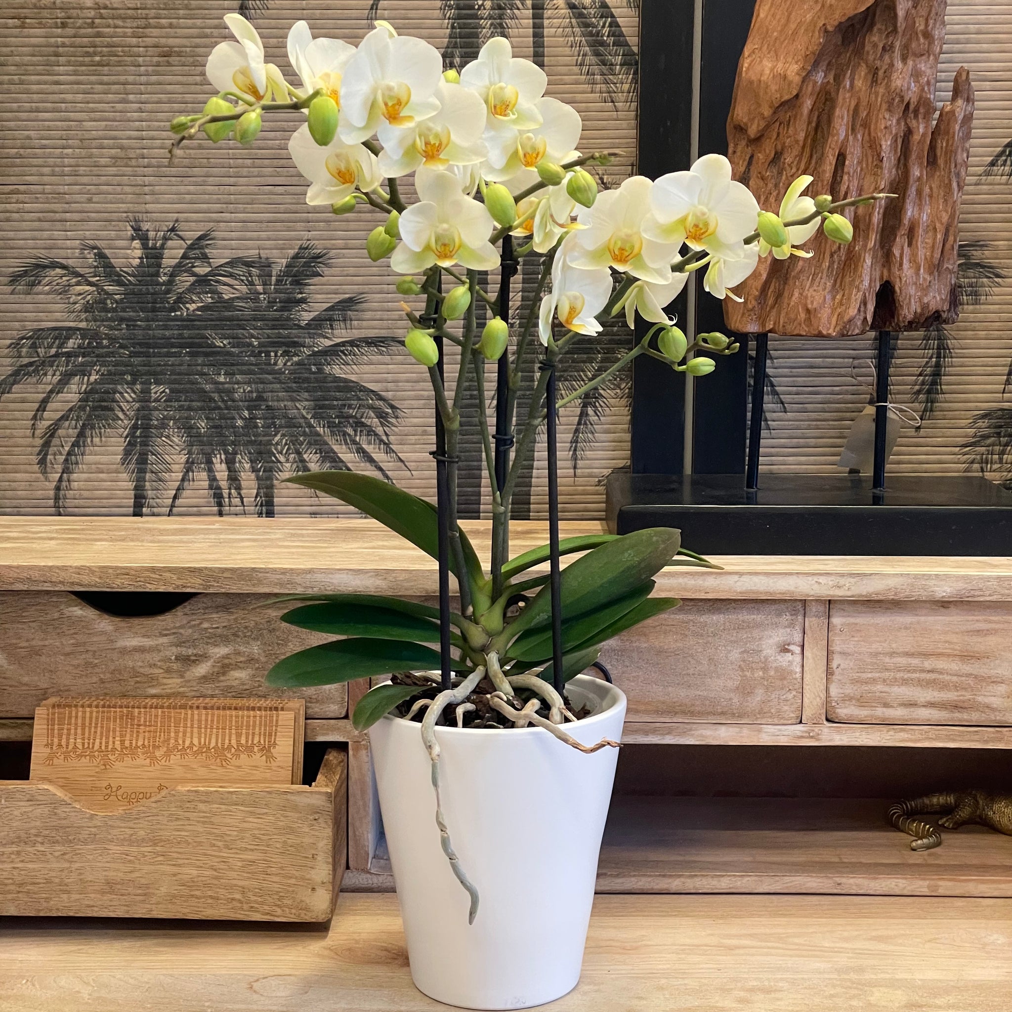 Orchidée avec pot